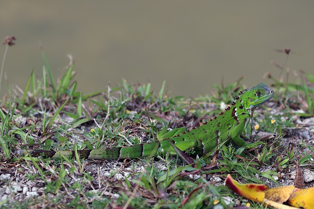 Reference photo of a large green iguana basking on a concrete seawall beside a canal