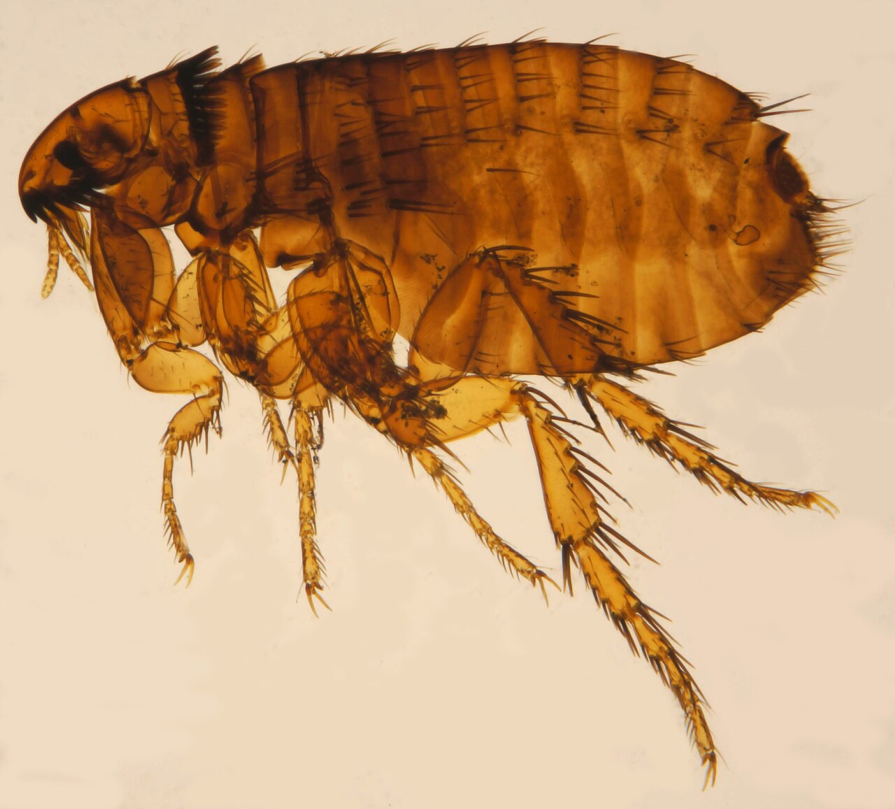 Reference photo of a dark, laterally flattened cat flea against a light background