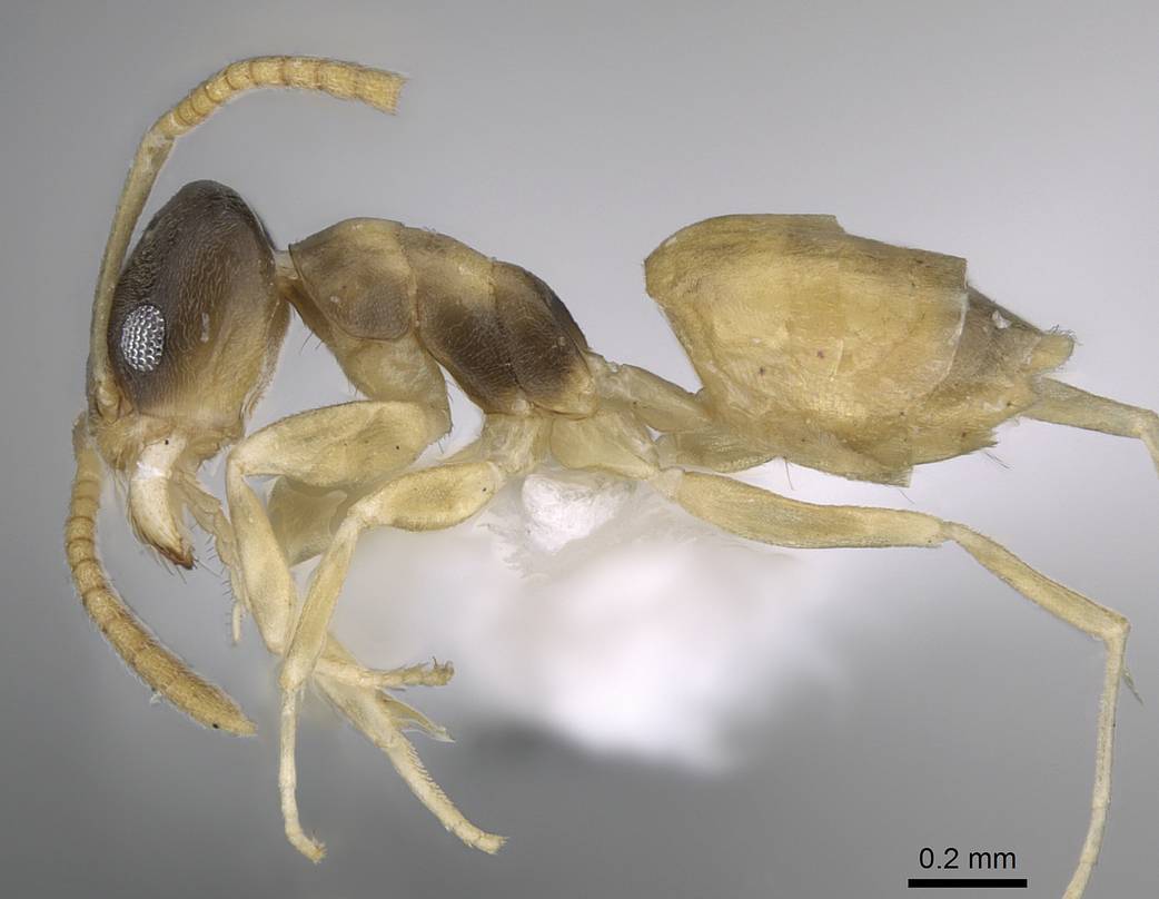 Close reference photo of a ghost ant with a dark head and a pale, almost translucent abdomen