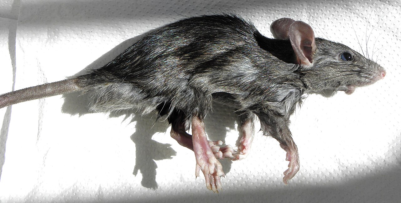 Reference photo of a slim dark-grey roof rat with large ears and a long tail on a rafter