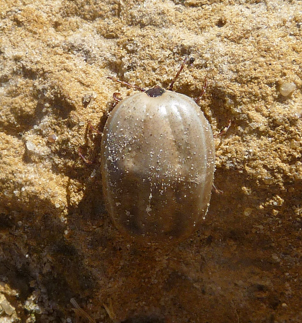 Reference photo of a flat brown dog tick showing eight legs and a shield-shaped body