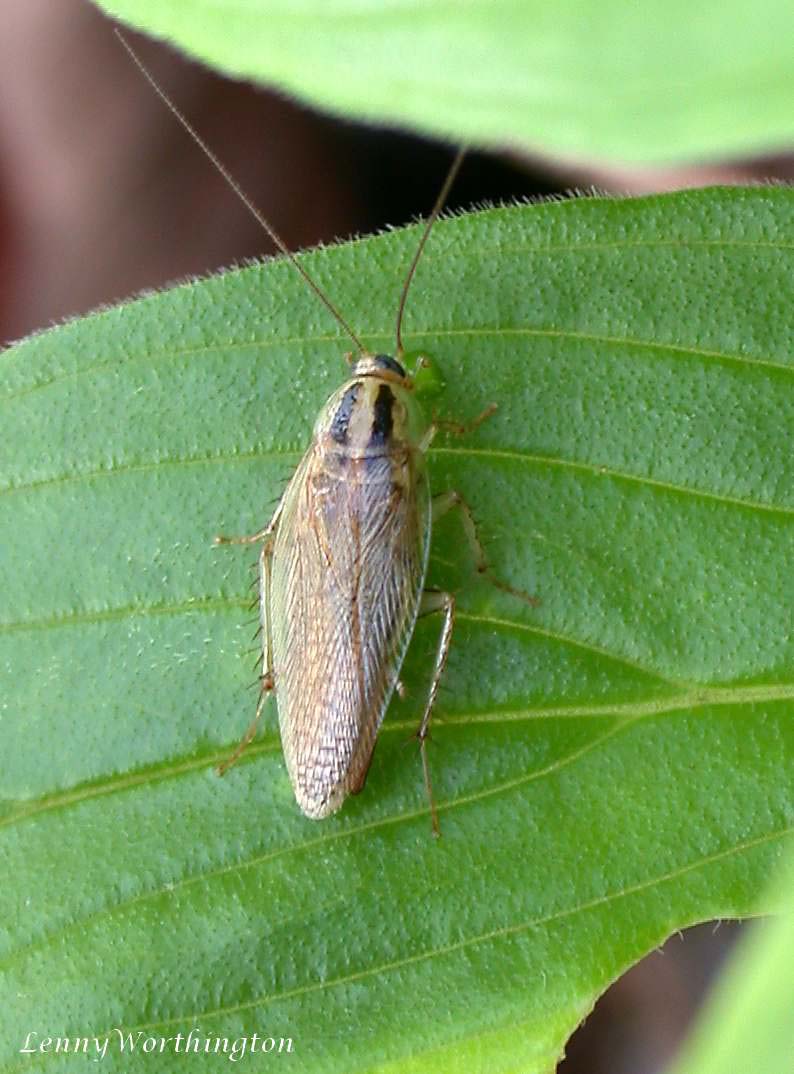 Reference photo of a small tan German cockroach with two dark parallel stripes behind the head