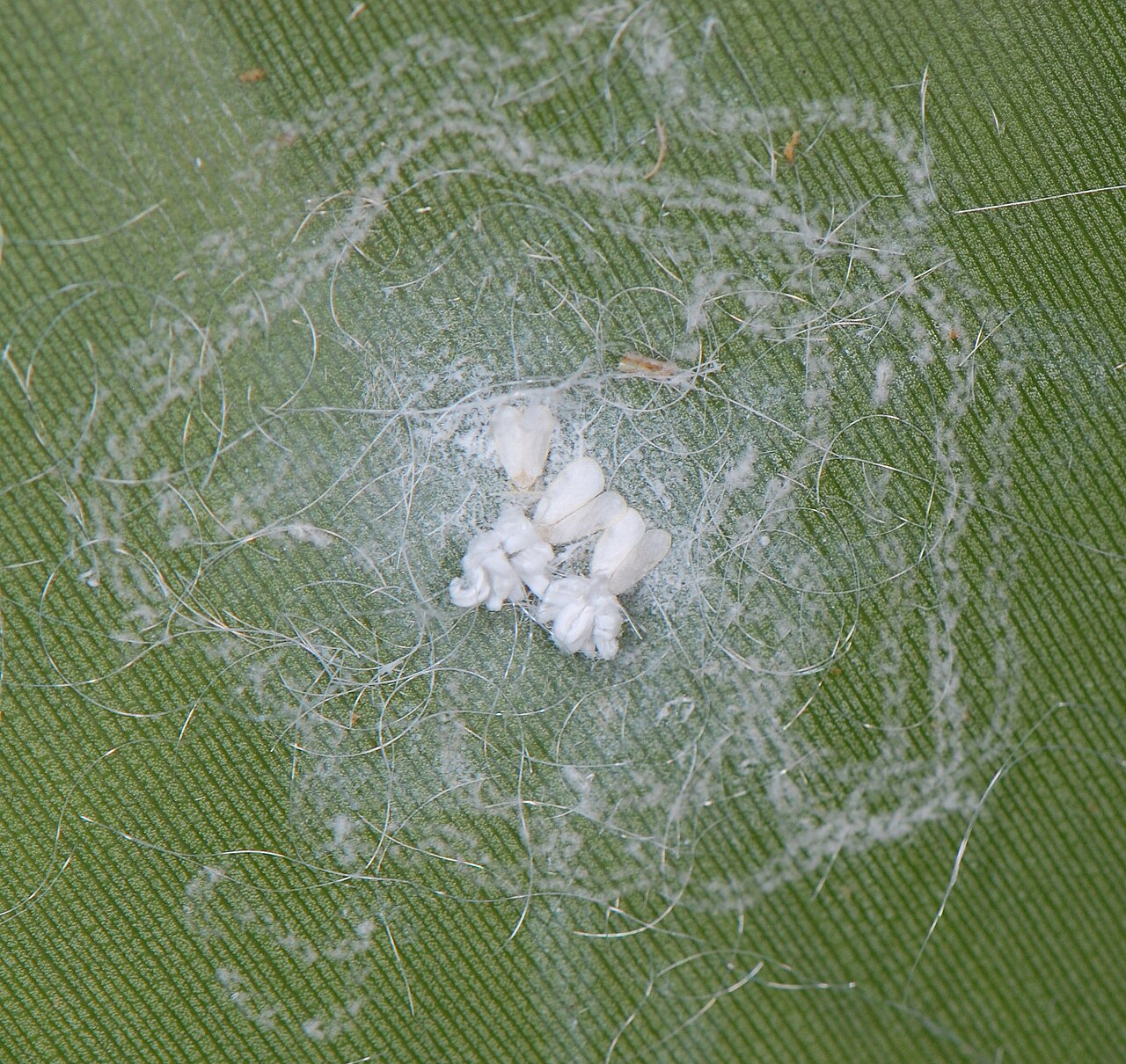 Reference photo of tiny white whiteflies and white waxy residue on the underside of a green ficus leaf