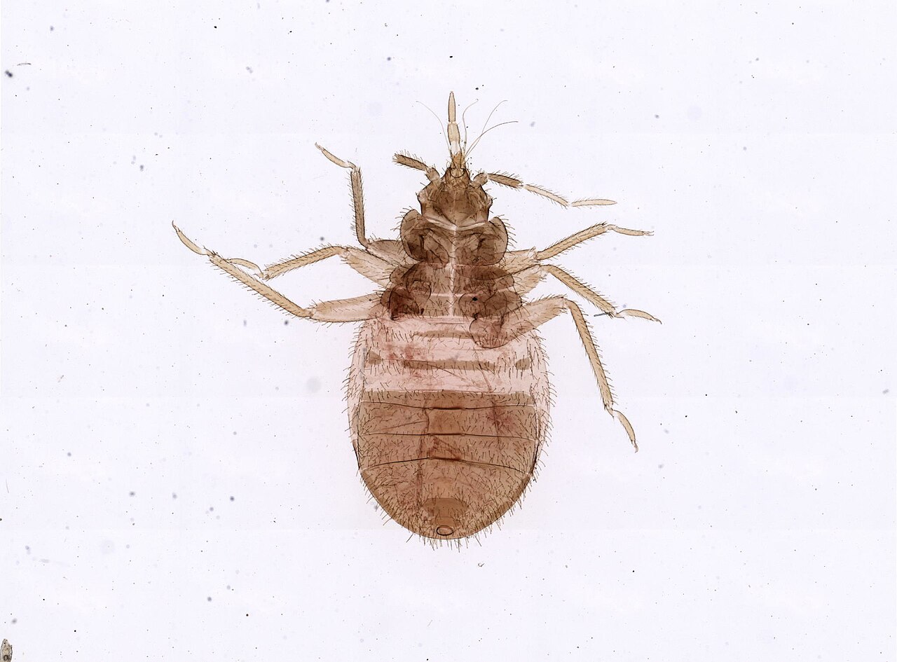 Reference photo of a flat, oval, reddish-brown bed bug on a white mattress seam