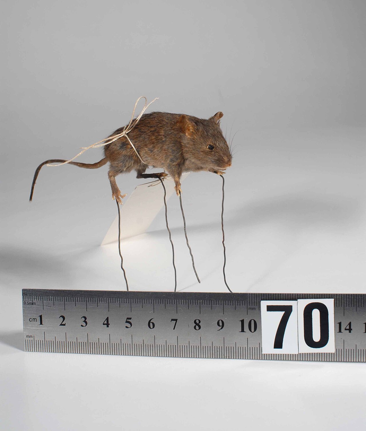Reference photo of a small grey-brown house mouse beside a baseboard