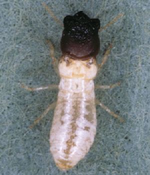Reference photo of tiny hexagonal drywood termite frass pellets collected on a wood windowsill