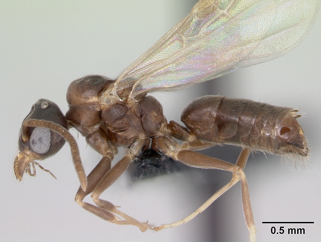 Reference photo of a black white-footed ant with distinctly pale lower legs