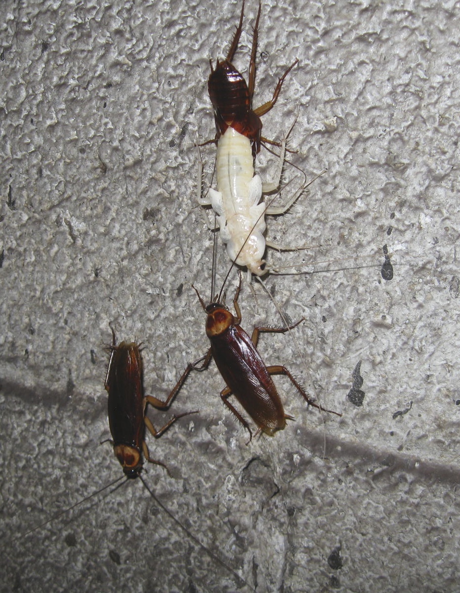 Reference photo of a large reddish-brown American cockroach with a pale yellow figure-eight marking behind the head