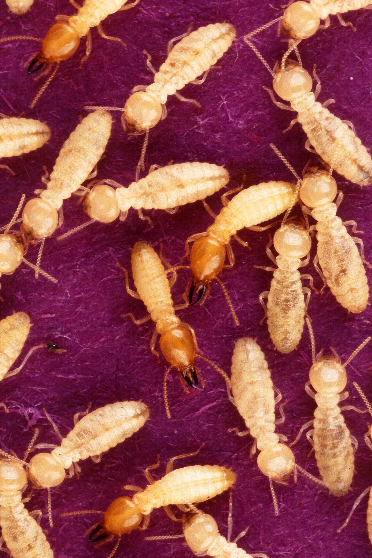 Reference photo of pale cream-colored subterranean termite workers on a soil mud tube against concrete