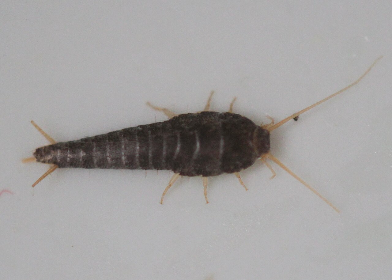 Reference photo of a silvery, teardrop-shaped silverfish with three tail filaments on a paper surface