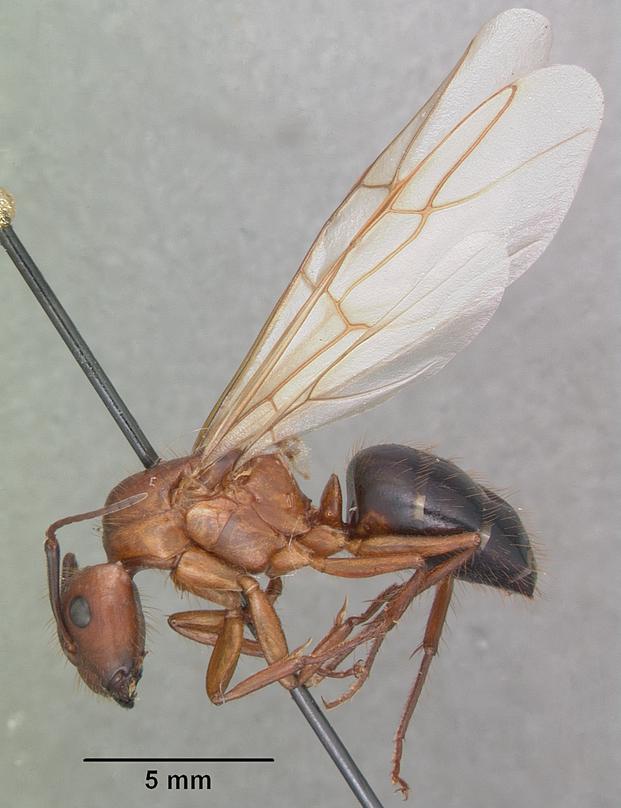 Reference photo of a large reddish-brown and black carpenter ant on wood grain