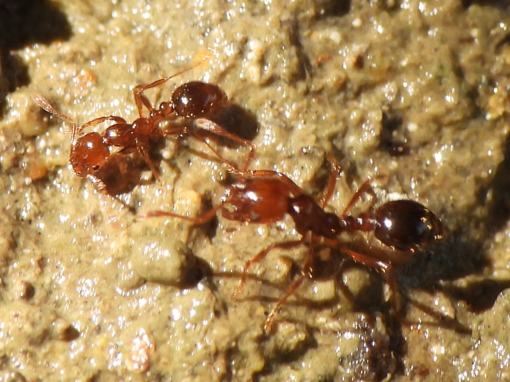 Reference photo of reddish-brown fire ants on excavated sandy soil