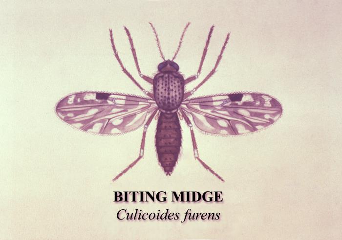 Reference photo of a very small grey biting midge with patterned wings on a pale surface