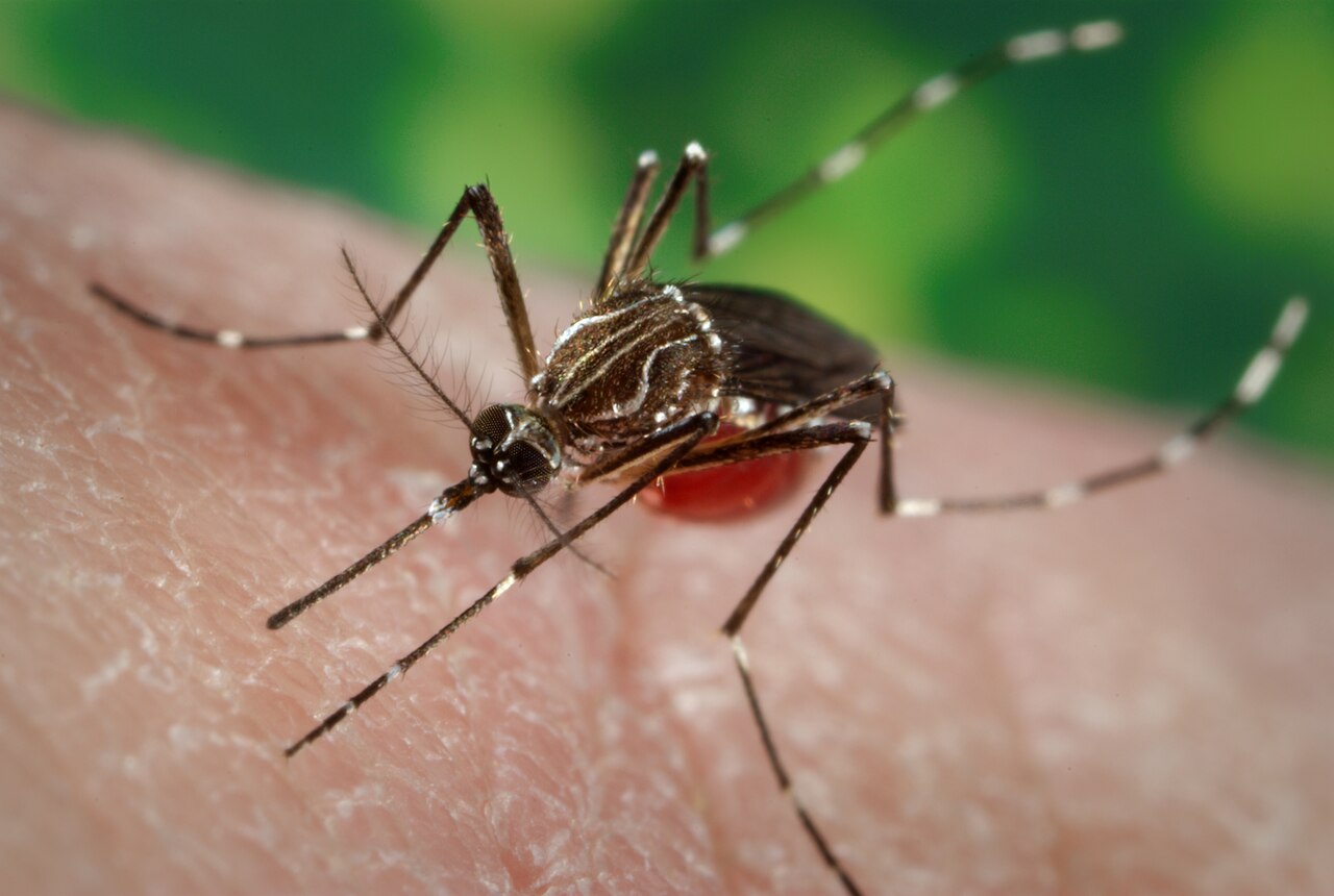 Reference photo of a black and white banded Aedes mosquito resting on a leaf
