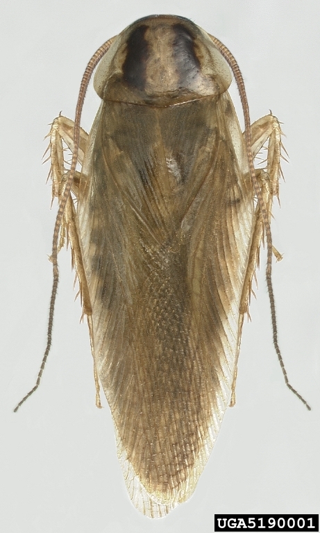 Reference photo of a tan Asian cockroach with striped thorax, wings extended in flight posture
