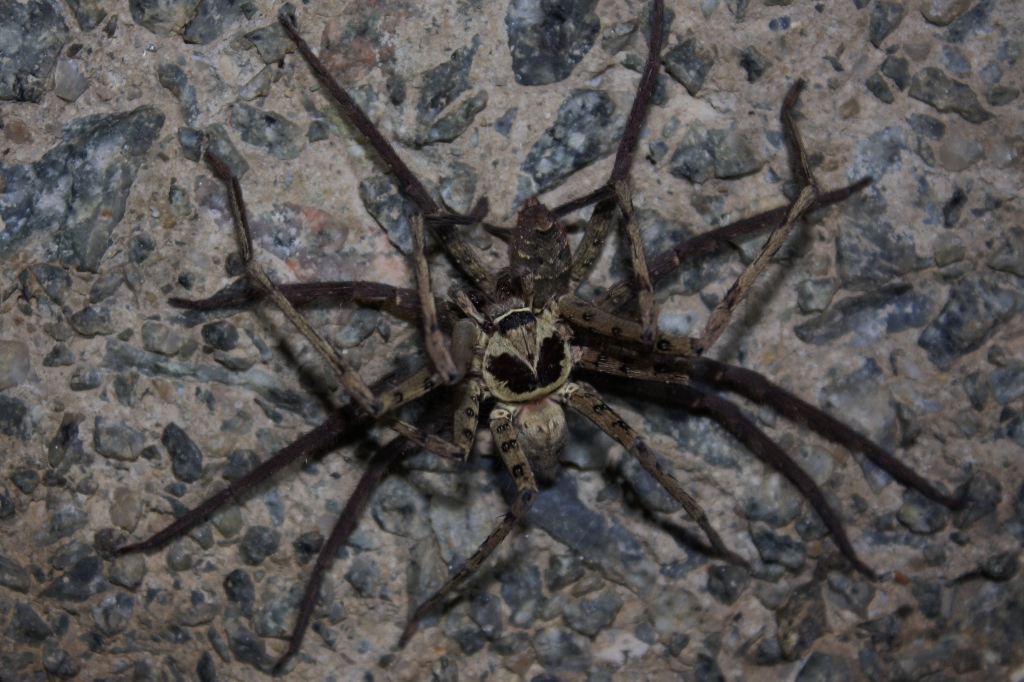 Reference photo of a long-legged cellar spider on a web in a corner of an eave